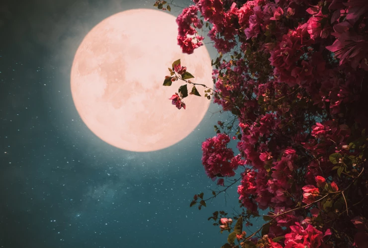 Qué es la Luna rosa y cuándo se verá en Guanajuato abril 2025.png