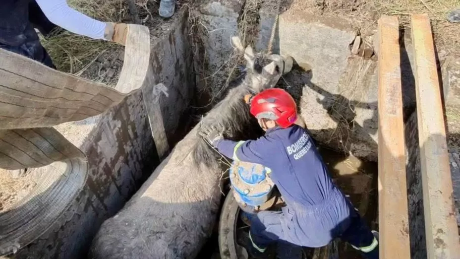 rescatan a una mula que cayó en un dren.jpg