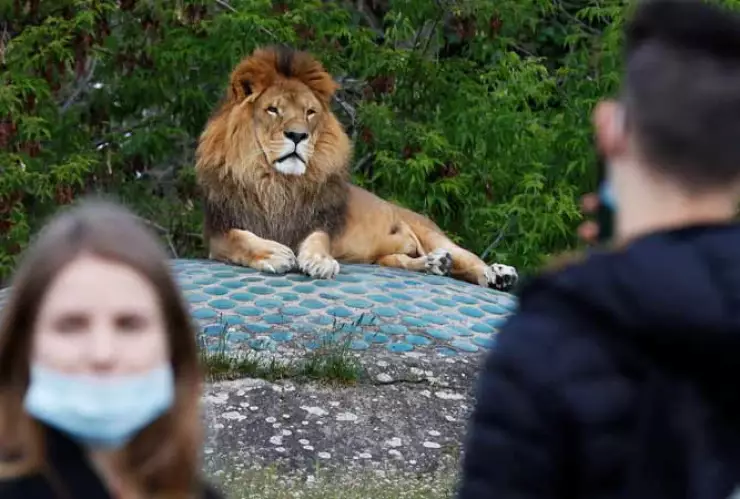 Cuatro leones en el zoológico de Barcelona, España, dieron positivo a COVID-19, informaron las autoridades veterinarias del lugar.