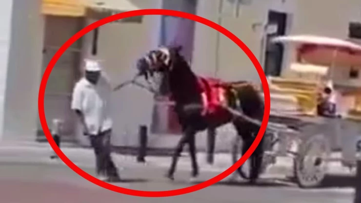 Caballo es brutalmente agredido por su dueño