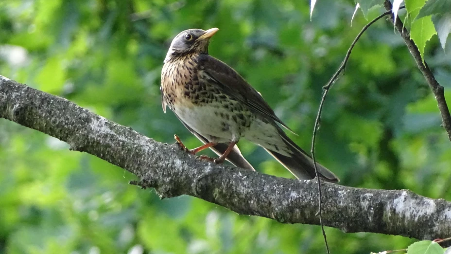 Zorzal el ave que puede predecir la intensidad de los huracanes.jpg