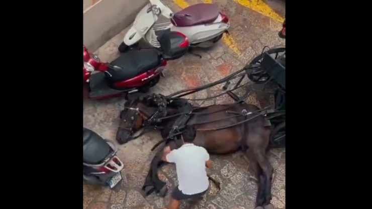 Caballo que jalaba carreta en Palma de Mallorca se desploma en la calle.png