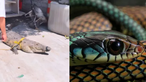 Resguardan a cocodrilo y a serpiente de zonas habitacionales en Tamaulipas