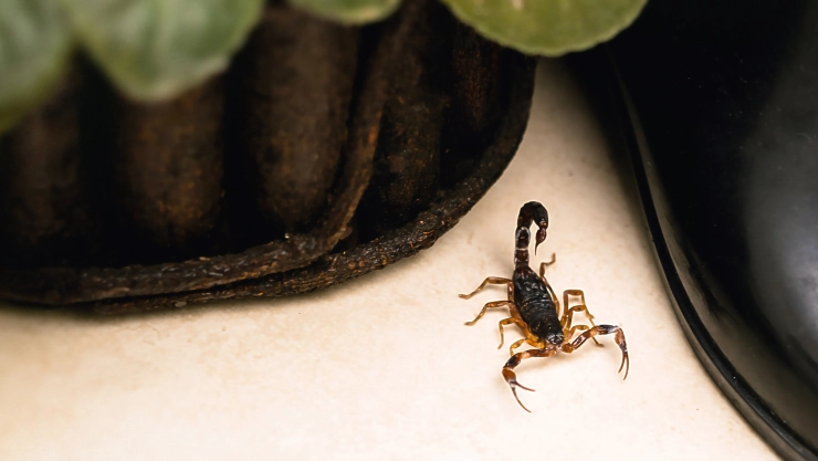 Un escorpión en una casa