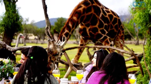 Desayunos y comidas en Reino Animal