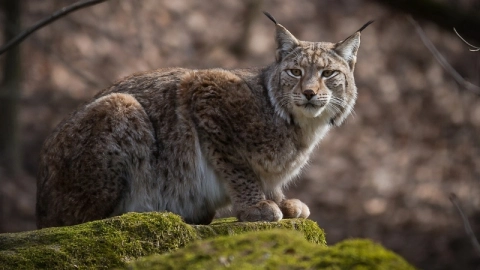 lince