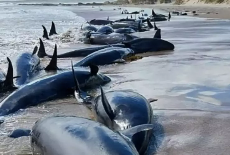 WhatsApp Image 2025-02-19 at 2.06.37 PM.jpeg