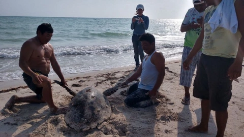 tortuga carey rescatada en lagunita