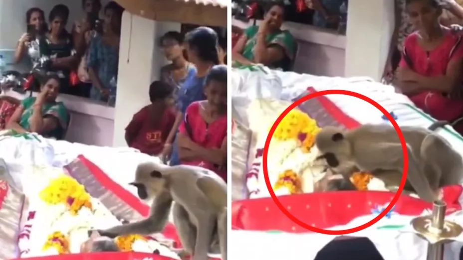 VIDEO: Un mono llega al funeral de su dueño e intenta despertarlo