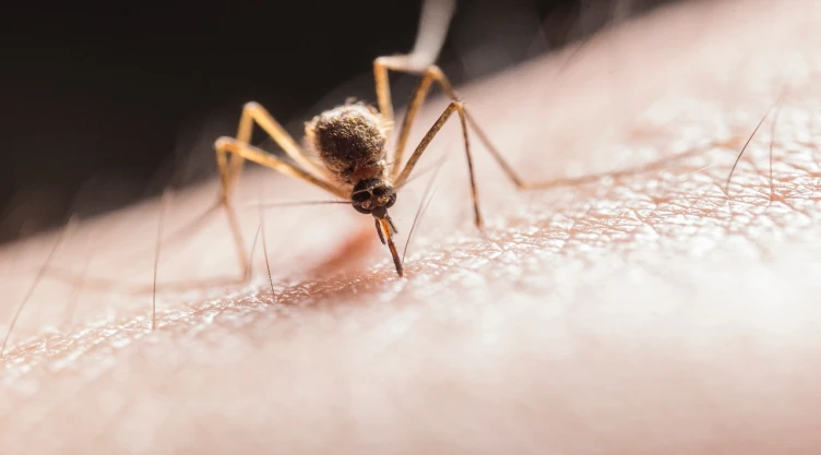 Cómo-quitar-la-comezón-de-los-piquetes-de-mosquito-Conoce-el-truco-con-bicarbonato