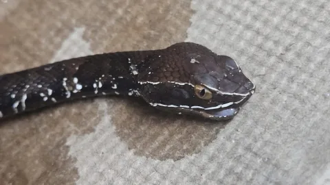 huolpoch serpiente venenosa yucatan.jpg