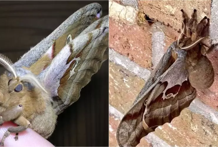 Extraño insecto que a simple vista parece una tarántula con alas