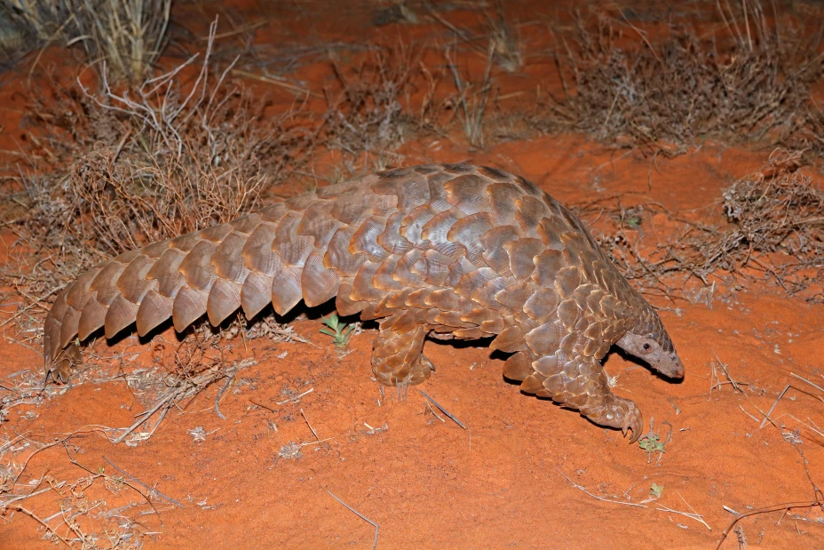Temmincks ground pangolin