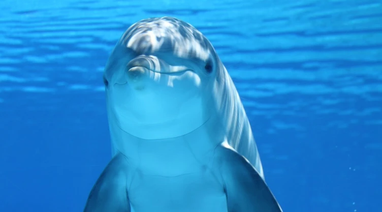 Greenpeace México inicia campaña para crear santuarios marinos
