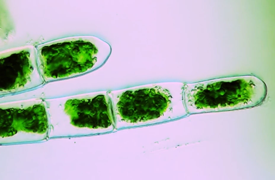 Después de casi diez años de investigación y desarrollo, la compañía Recursos Renovables Alternativos está lista para entrar en el mercado de este combustible con un innovador proceso de producción