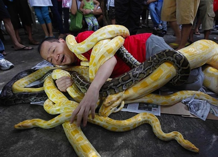 Un filipino luchó con pitones arriesgando su vida.