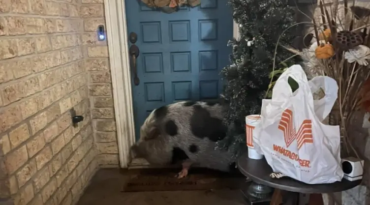 el cerdito en la puerta de una residencia