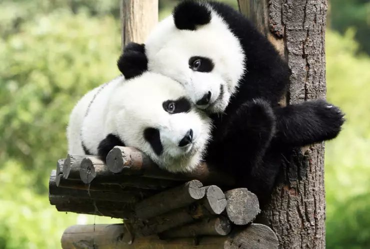 pandas