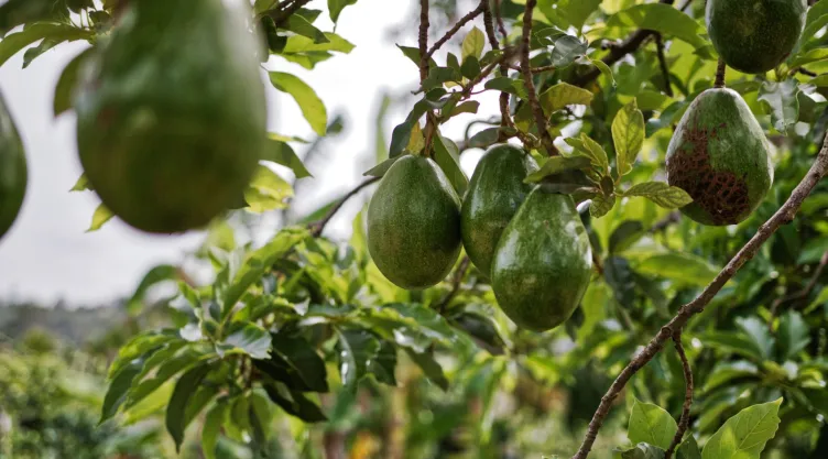 Los diferentes tipos de abono para que tu árbol de aguacates crezca saludable y abundante