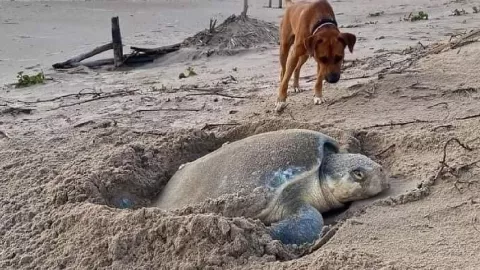 perro protege tortugas y las orienta al mar.png