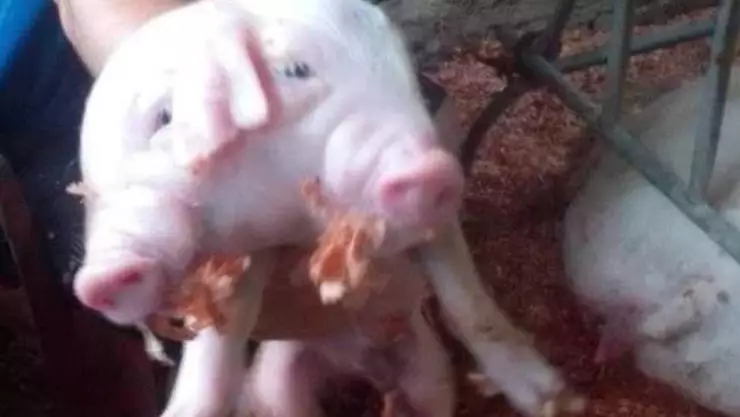 Cerdo de dos cabezas.jpg