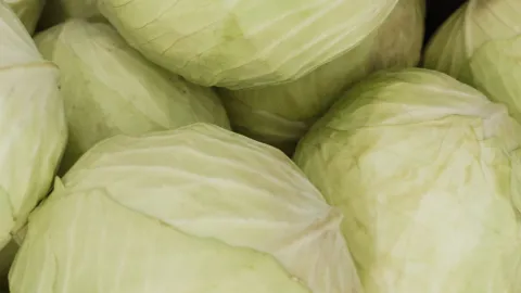 El fermentado de col blanca ayuda a desinflamar el abdomen naturalmente