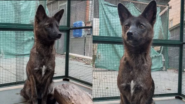  Nueva raza de perro Dogxim 