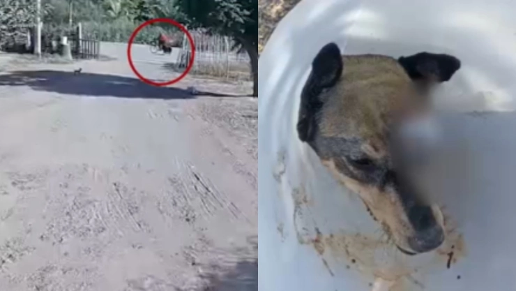 Maltrato-animal-en-Sinaloa