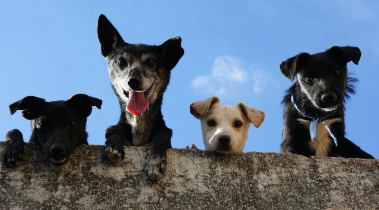 Así puedes asegurar el bienestar de tus mascotas durante tus vacaciones.jpg
