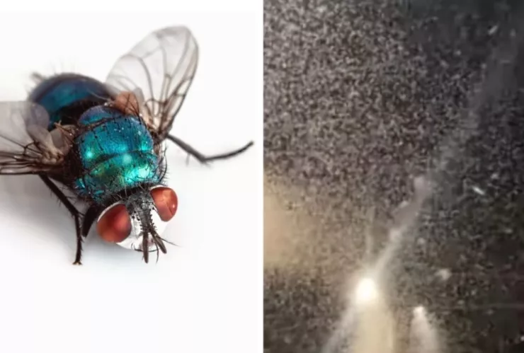 nevada, moscas a.jpg