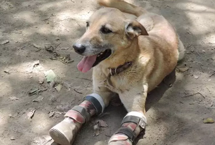 pay_de_limon_perro_rescatado