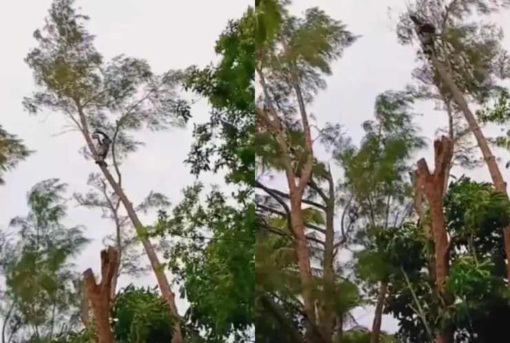 Hombre cae de árbol en Florida