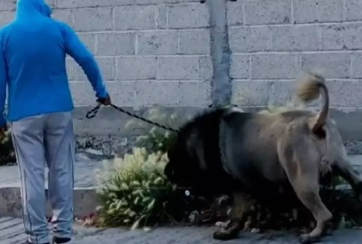 Perrito con corte de león espanta a todos (VIDEO)