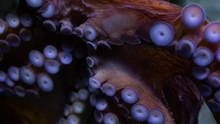 Un turista en Filipinas manipuló sin saberlo un pulpo de anillos azules