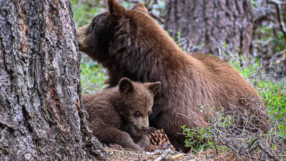 Mamá osa que buscaba comida para su cría fue SACRIFICADA