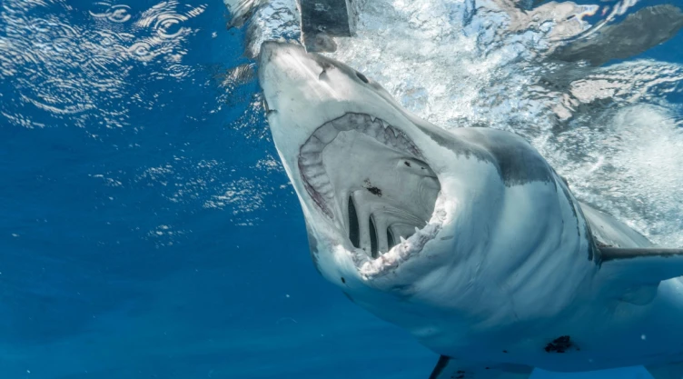Dos turistas fueron atacadas por un tiburón en Bahamas mientras nadaban en Bimini
