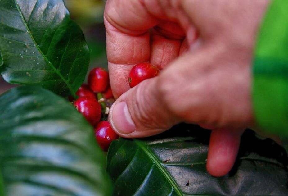 La historia del café a través de los años
