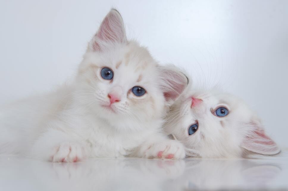 VIF gatos