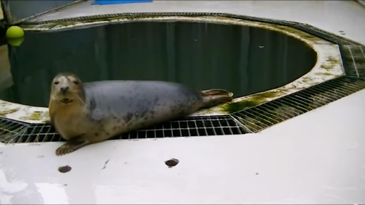 Focas sorprenden al mundo al cantar Estrellita dónde estás