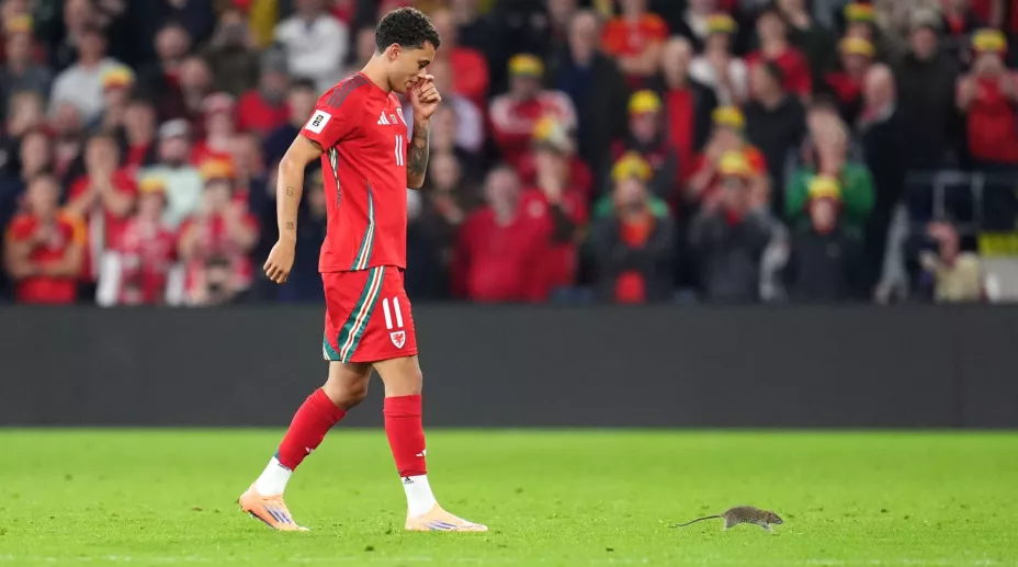 Una rata retrasa el partido entre Gales y Bélgica.jpg