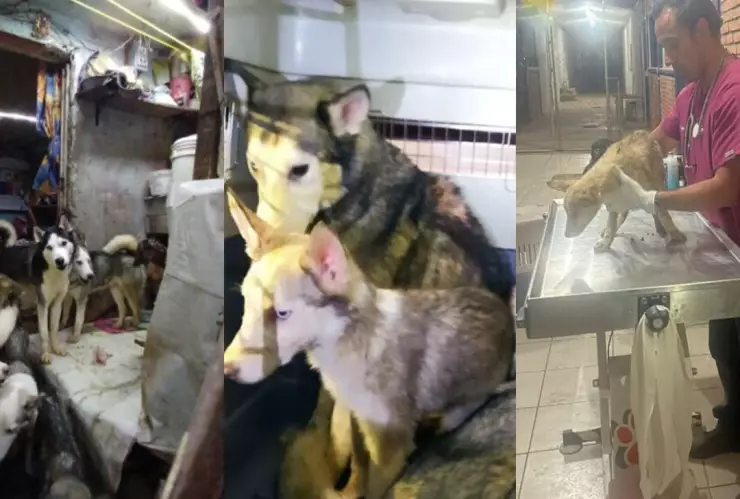 Perritos rescatados en Gustavo A. Madero en CDMX.