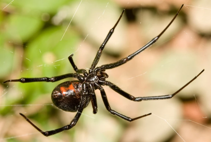 Tipos de arañas negras: Así puedes saber si es venenosa o no