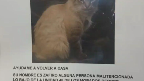 Roban al gato cobrador “Zafiro” de los camiones morados en Puebla