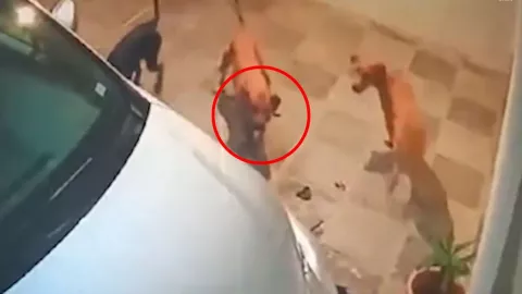 VIDEO: ¡De no creerse! Perros vandalizan una camioneta en México