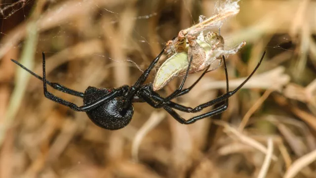 temporada de arañas venenosas