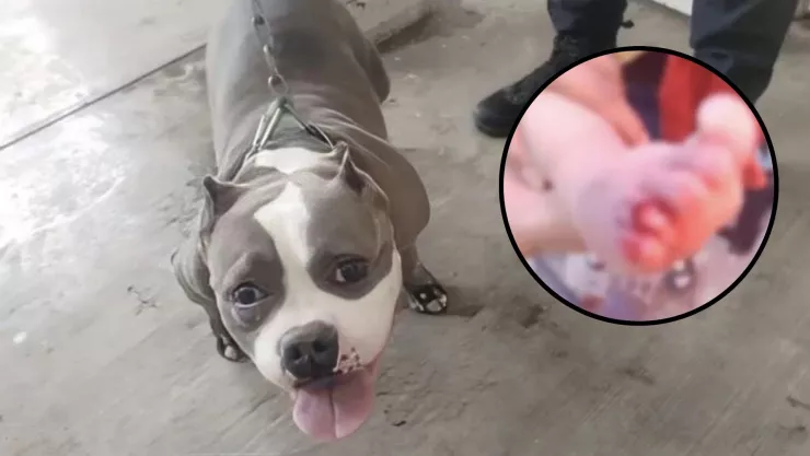 Bebé de 8 meses pierde un dedo tras ser atacado por un perro pitbull en Aguascalientes