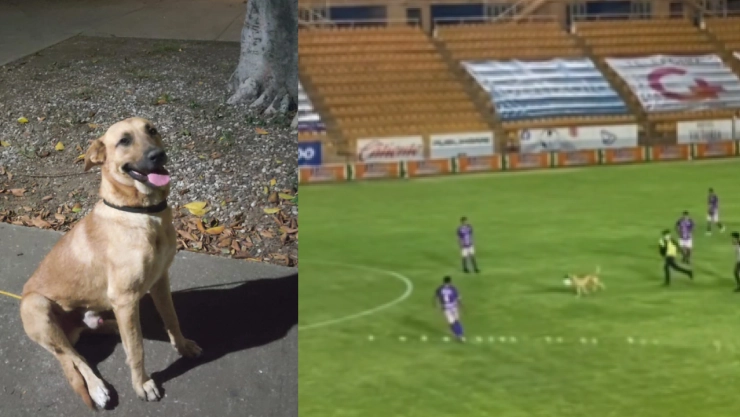 Alebrijes de Oaxaca adoptan a perrito que se puso a jugar con ellos en pleno partido
