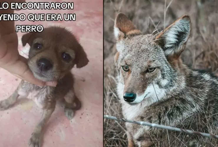 Familia adopta a un perrito y se lleva una sorpresa; era un lindo coyote