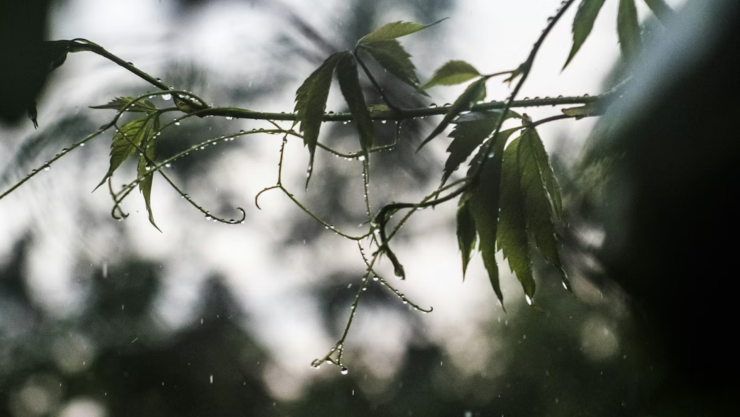 Lluvia en Guanajuato.png