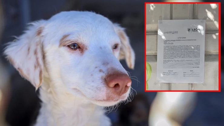 Perro muere ahorcado en azoteo